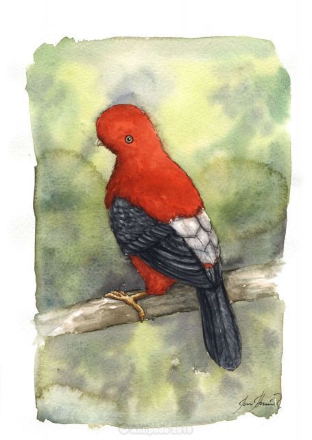The Andean Cock-of-the-rock or Gallito de las Rocas.
