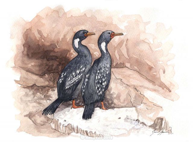 The Gaimard cormorant or Chuita.