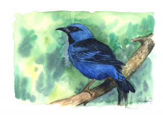 The blue Dacnis