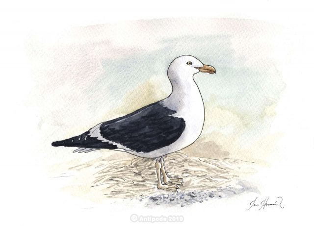 La Gaviota Dominicana
