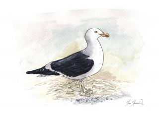 La Gaviota Dominicana