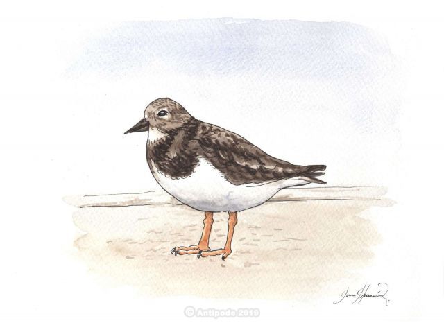 The Grey Gull
