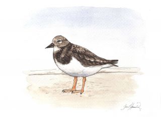 The Grey Gull