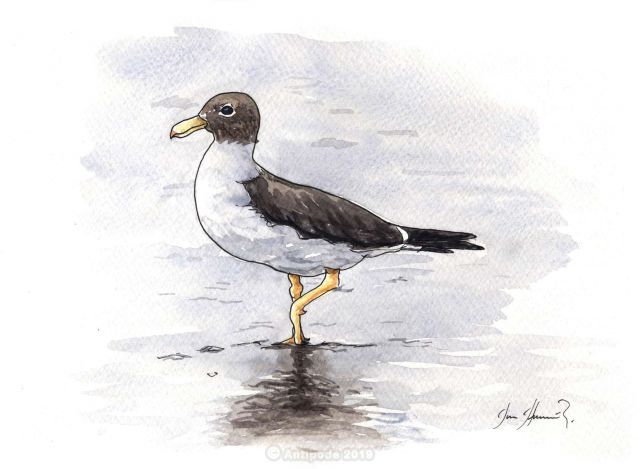 The Simeon Gull