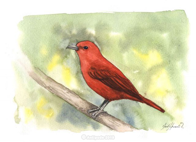 Hepatic Tanager