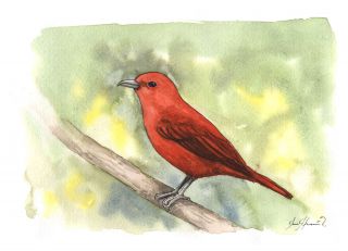 Hepatic Tanager