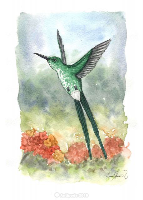 The Green-tailed Trainbearer