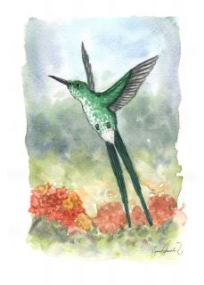 The Green-tailed Trainbearer