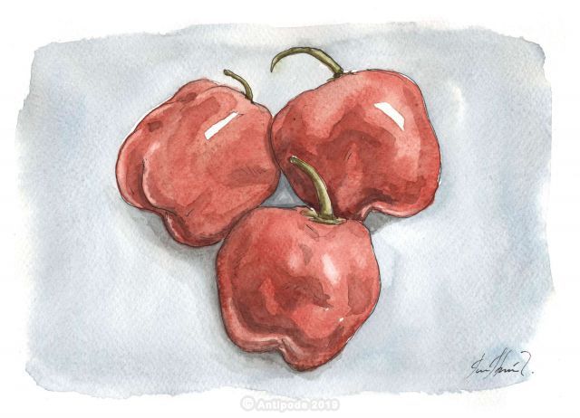 The Rocoto