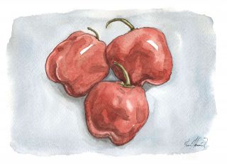 The Rocoto