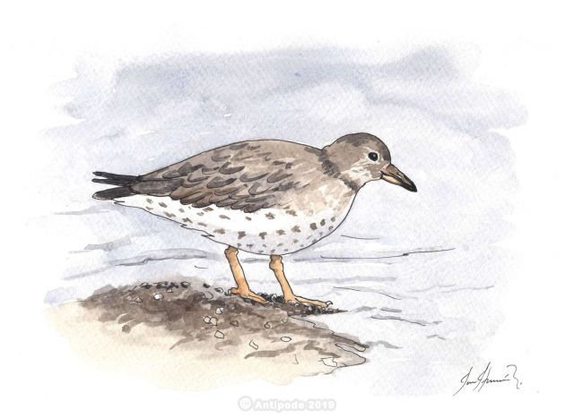 The Ruddy Turnstone