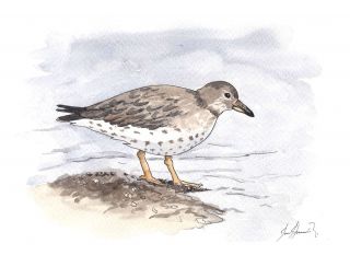 The Ruddy Turnstone