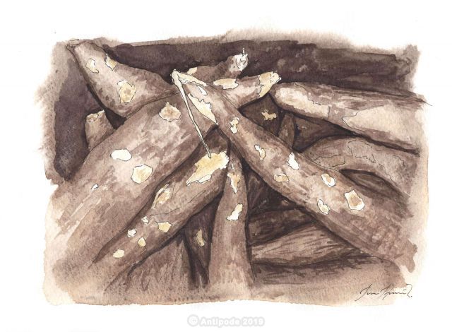 Manioc or Yuca