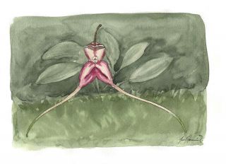 Masdevallia antonii