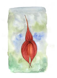 Masdevallia veitchiana