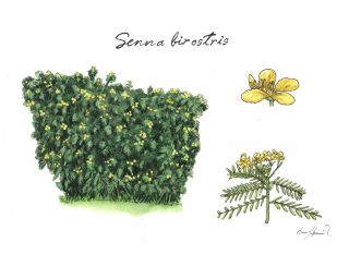 Mutuy (Senna birostris)