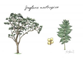 Walnut (Juglans neotropica)