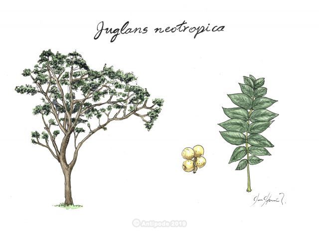Walnut (Juglans neotropica)