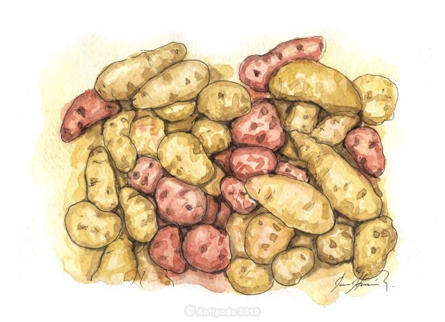 Peruvian Oca