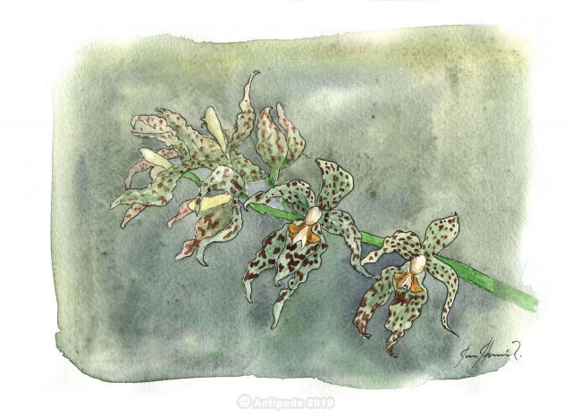 Odontoglossum praestans