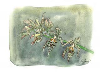 Odontoglossum praestans