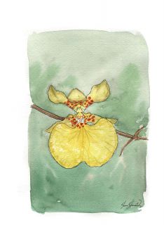 Oncidium scansor