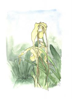 Phragmipedium caudatum