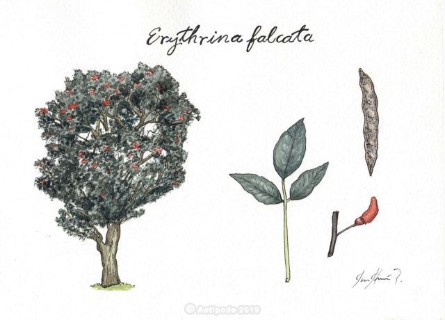 Pisonay (Erythrina falcata)