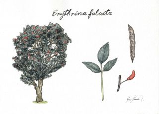 Pisonay (Erythrina falcata)