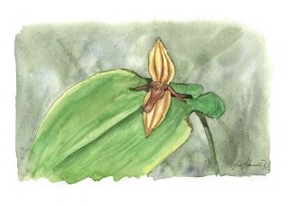 Pleurothallis coriacardia