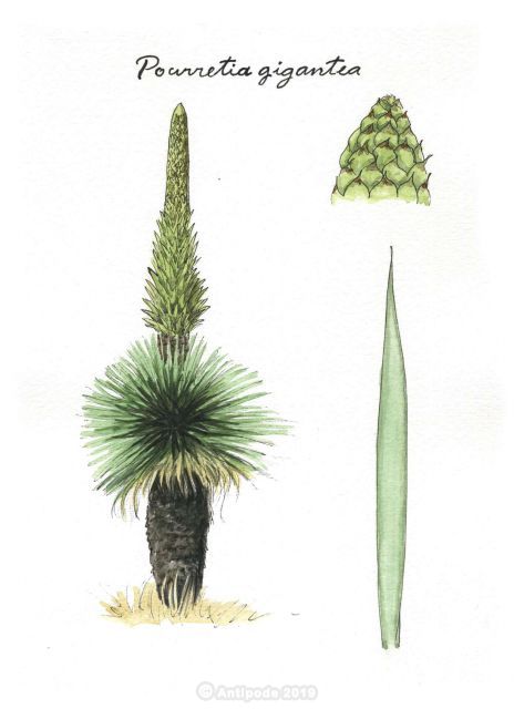 Puya Raimondi