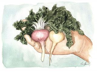 What are the properties of maca? Is it aphrodisiac? 