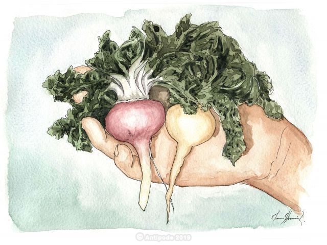 What are the properties of maca? Is it aphrodisiac? 