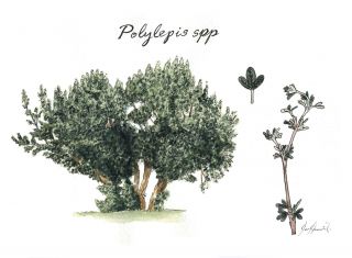 Queñua ( Polylepis spp)
