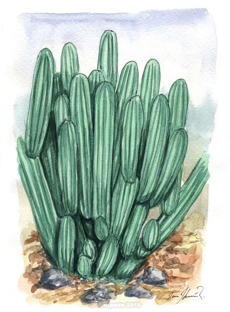 San Pedro