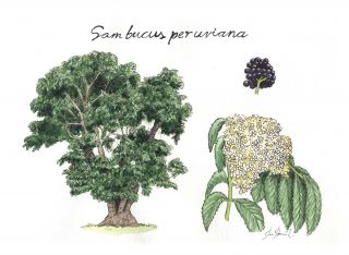 Sauco (Sambucus peruviana)
