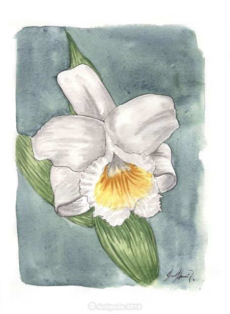 Sobralia Virginalis.