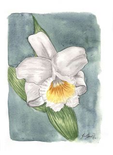 Sobralia Virginalis.