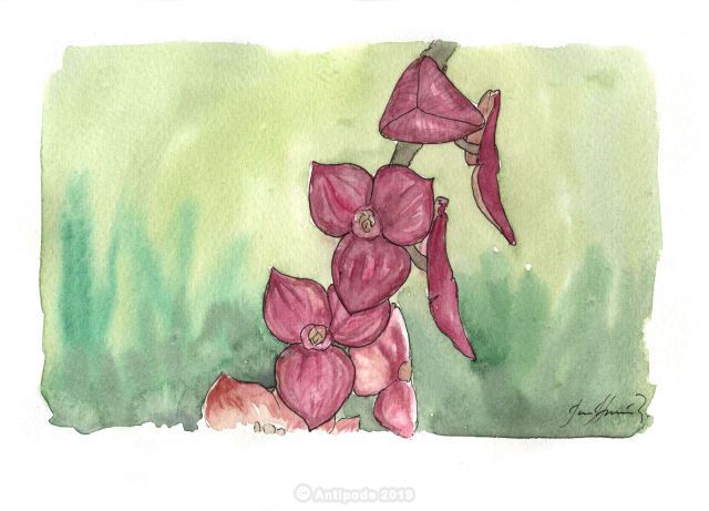 Stelis quinquenervia.