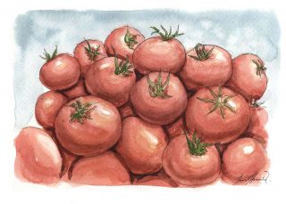 Tomato