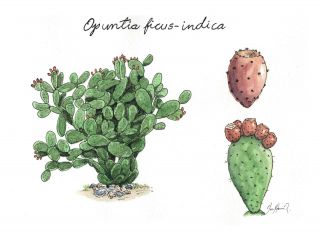 Tuna fruit (Opuntia ficus-indica)