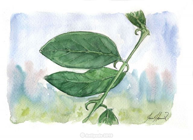 Cat's claw plant