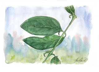 Cat's claw plant