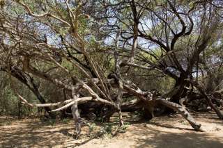Bosque de Pomac
