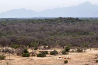 Bosque de Pomac