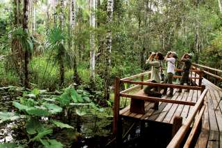Canopy walk