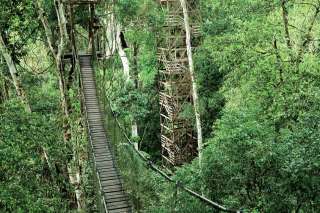 Canopy walk