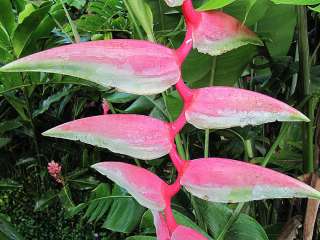 Heliconia Amazon river lodge