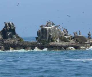 Palomino Island