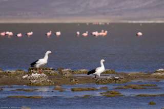 Laguna de Salinas